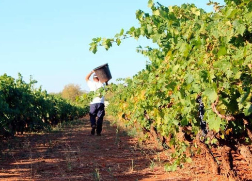 Feudi di San Marzano, winemaker from Puglia